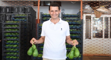 Alanya’da avokado hırsızlarına son çağrı