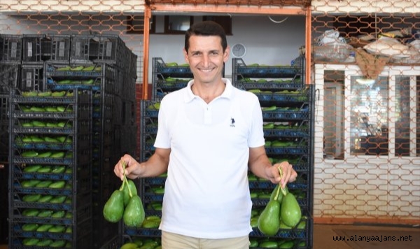 Alanya’da avokado hırsızlarına son çağrı