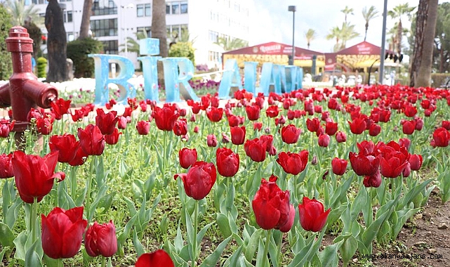 Alanya'da laleler renk cümbüşü oluşturdu