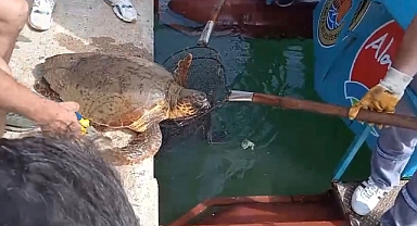 Caretta caretta son anda kurtarıldı