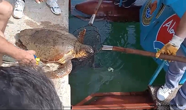 Caretta caretta son anda kurtarıldı