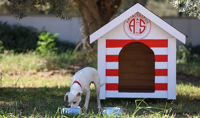 Akrep sahipsiz kalmadı