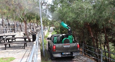 ALANYA'DA ÇAM KESE BÖCEĞİNE ÖNLEM