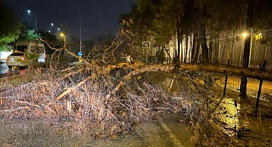 ALANYA BELEDİYESİ TEYAKKUZDA