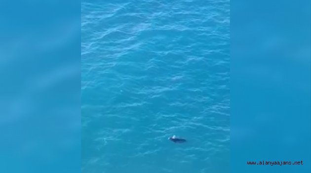 Akdeniz Foku Alanya'da görüldü