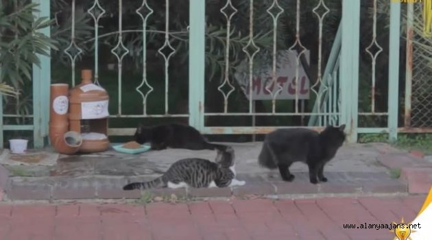 Alanya Ak Gençlik sokak hayvanlarının yanında