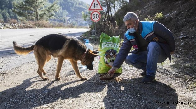 Alanya Belediyesi hayvanları unutmadı