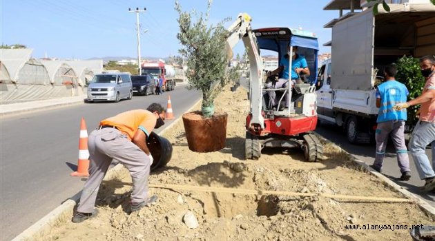 Alanya Belediyesi'nden bitkilendirme çalışması
