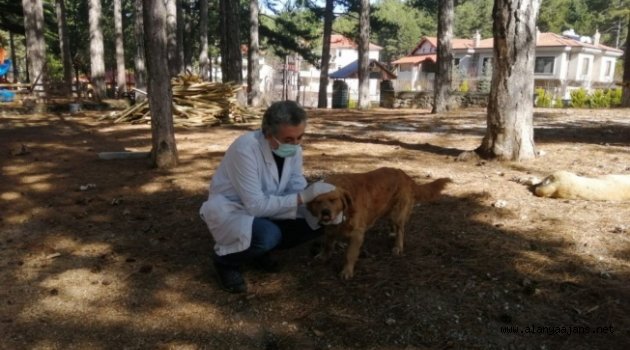 Alanya Belediyesinden sokak hayvanlarına aşılama çalışması