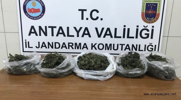 Alanya’da 2 kilo gram esrar ele geçirildi