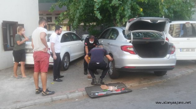 Alanya’da anne kedi, yavrusu kurtarılırken bir an olsun başından ayrılmadı