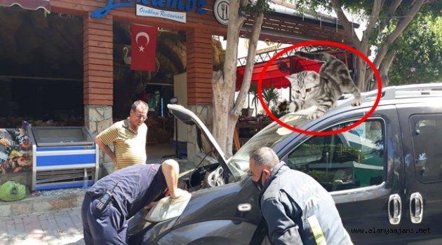 Alanya’da aracın motor bölümüne sıkışan kediyi itfaiye kurtardı