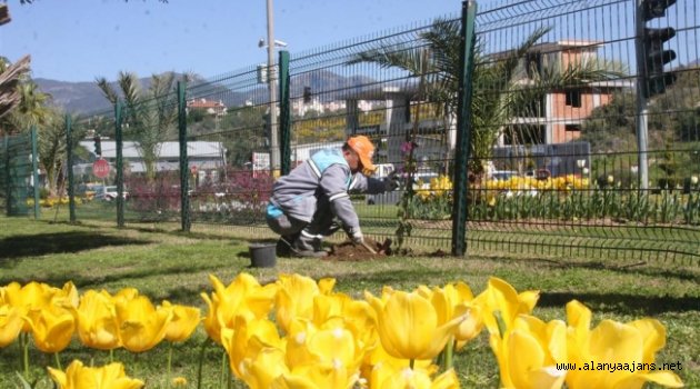 Alanya’da baharın habercisi çiçekler boy gösterdi