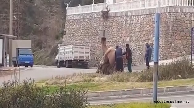 Alanya’da develer sokak ortasında çiftleştirildi