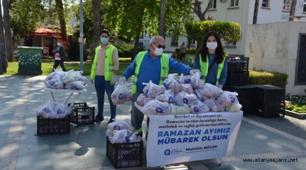 Alanya’da elmalar Büyükşehir’den