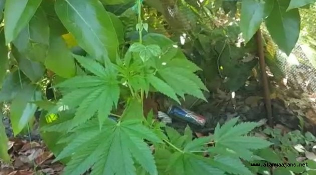 Alanya’da fasulye serasına uyuşturucu baskını
