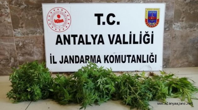 Alanya’da Hint keneviri operasyonu