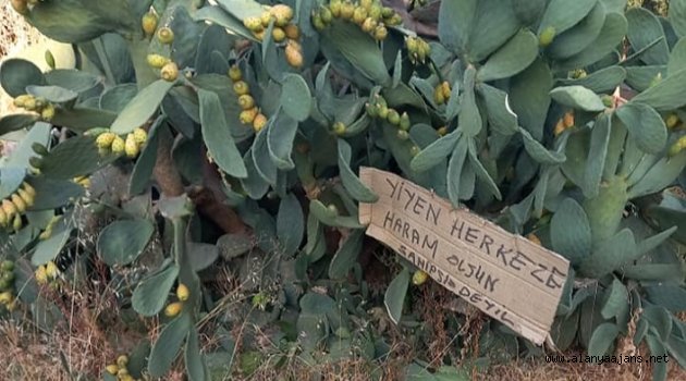 Alanya’da ilginç uyarı: Yiyen herkese haram olsun