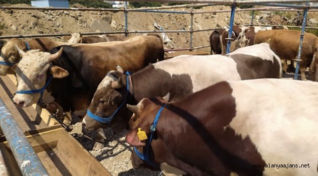 Alanya’da kurbanlıklar pazara indi