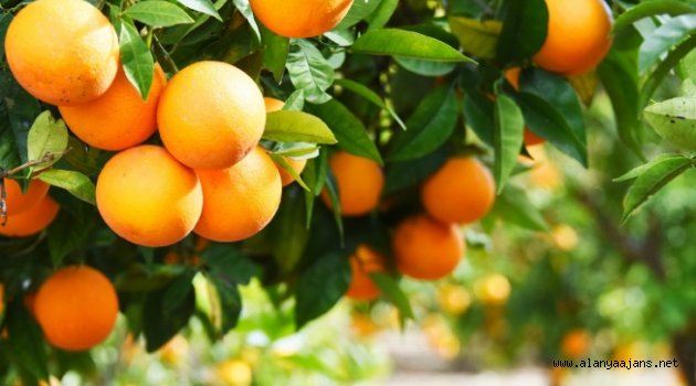 Alanya’da portakal ağacından düşen genç ağır yaralandı