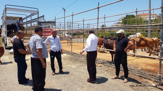 Alanya kurban pazarlarında hareketlilik başladı!