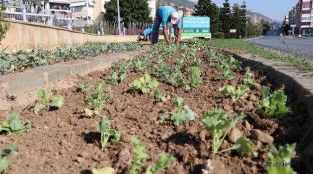 Alanya mevsimlik çiçeklerle donatılıyor