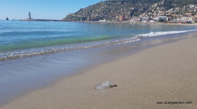 Alanya sahillerinde denizanası paniği!