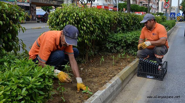 Alanya’ya 300 bin çiçek
