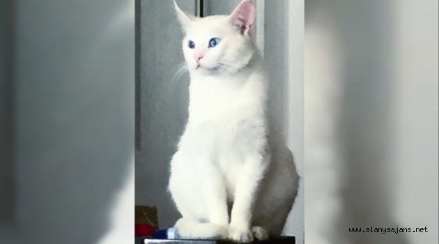 Alanya'da bu kediyi bulana para ödülü!