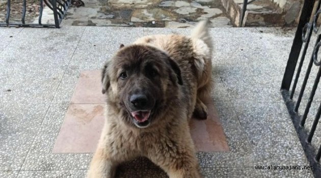 Alanya'da bu köpeği bulana para ödülü!