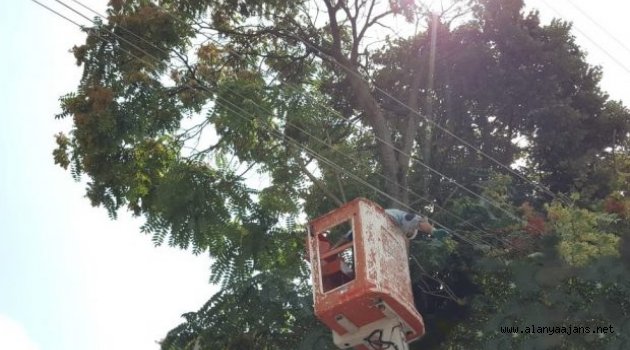 Alanya'da budama yaparken elektrik akımına kapıldı