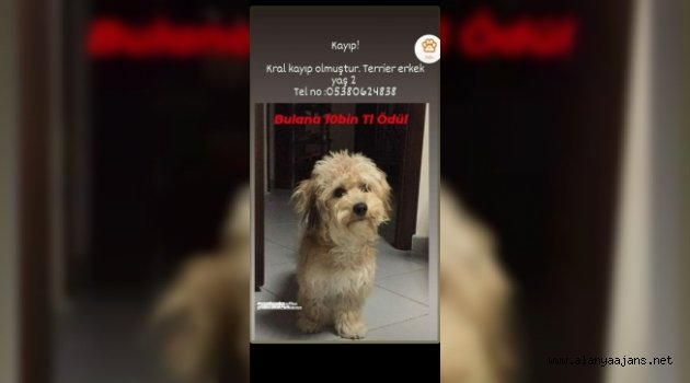 Alanya'da büyük ödül! Bu köpeği buluna 10 bin TL