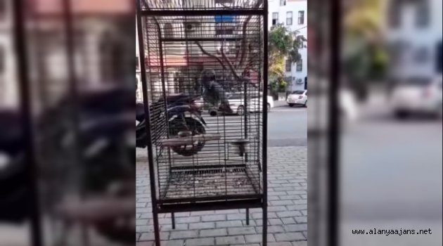 Alanya'da çalınan papağanını getirene 1000 TL verecek!