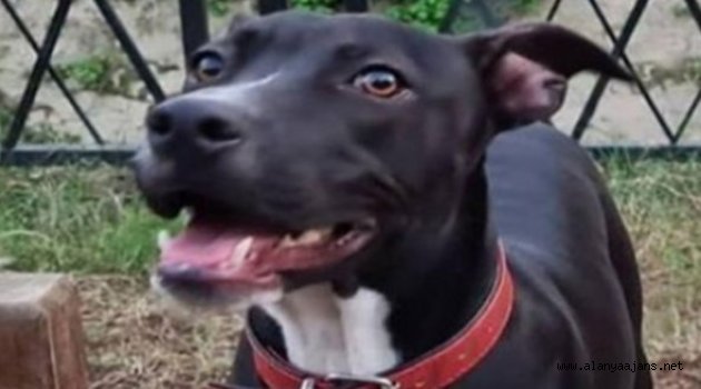Alanya'da her yerde köpeğini arıyor!