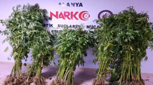 Alanya'da jandarmadan kenevir operasyonu