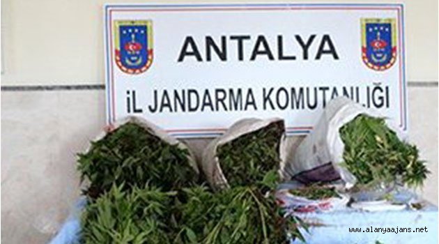 Alanya'da jandarmayı şaşkına çeviren baskın