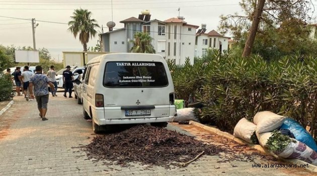 Alanya'da keçiboynuzu hırsızları yakaladı