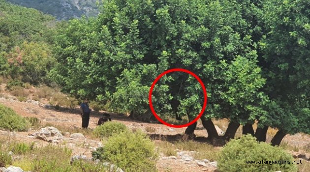 Alanya'da kendisini ağaca asarak intihar etti
