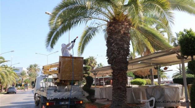 Alanya'da kırmızı palmiye böceğiyle mücadele başladı