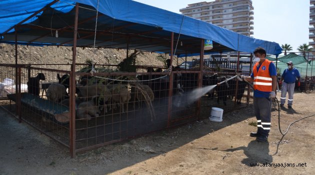 Alanya'da kurban satış pazarları ilaçlanıyor