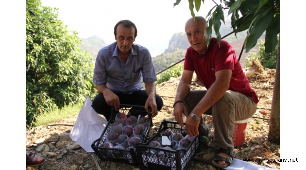 Alanya'da mango hasadı başladı