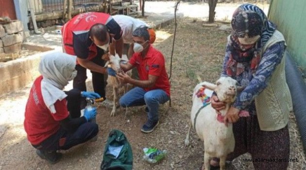 Alanya'da yangından etkilenen keçilere böyle müdahale ettiler
