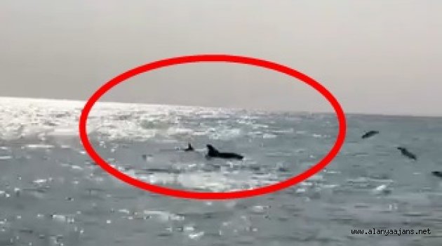 Alanya'da yunuslar kıyıya geldi!