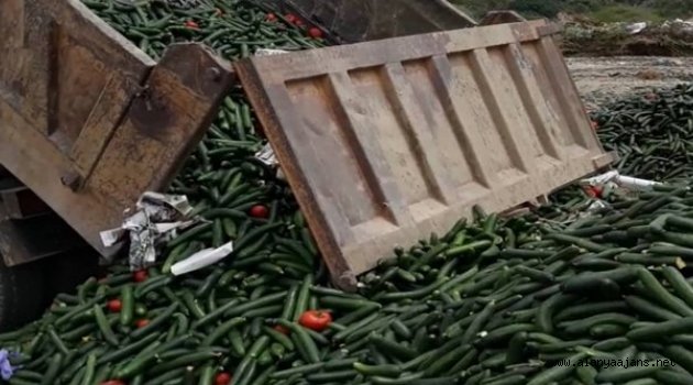 Alanyalı üretici 13 kamyon salatalığı çöpe döktü!