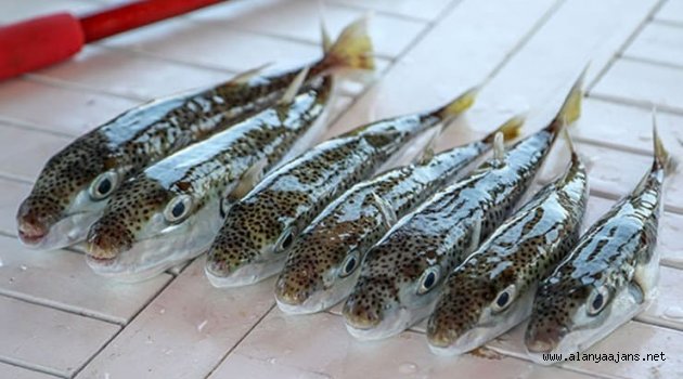 Alanya'nın korkulu rüyası gelir kapısı oluyor