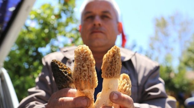 Altın Değerinde Mantar! Kilosu Bin Liradan Satılıyor