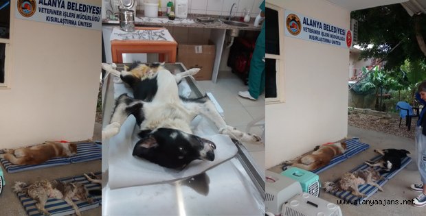 BELEDİYE VETERİNER HEKİMLERİ SOKAK HAYVANLARINI KISIRLAŞTIRIYOR