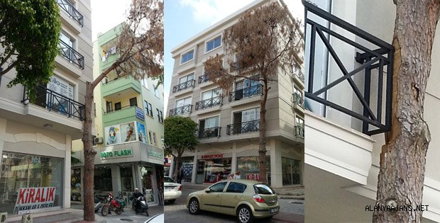 ÇAM AĞACINA 'TECAVÜZ' EDİLMİŞ