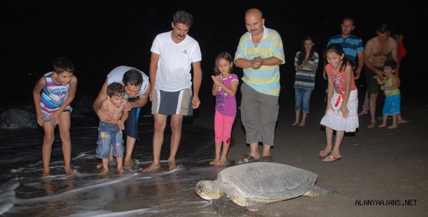 CARETTA YUMURTALARINI PLAJA BIRAKTI