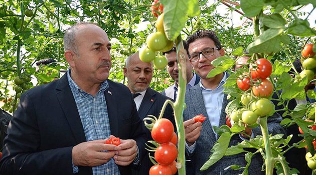 Çavuşoğlu’ndan Domatese Tam Not